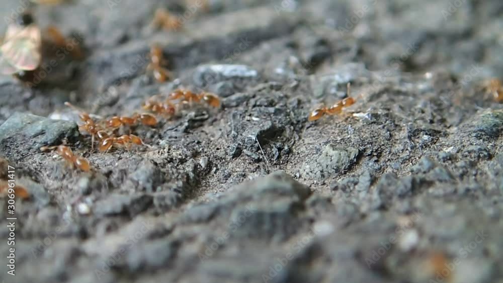 Baby killers ants with new queens Baby killers ants with new queens