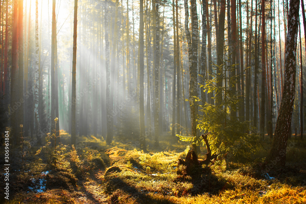Fototapeta premium Spring forest landscape