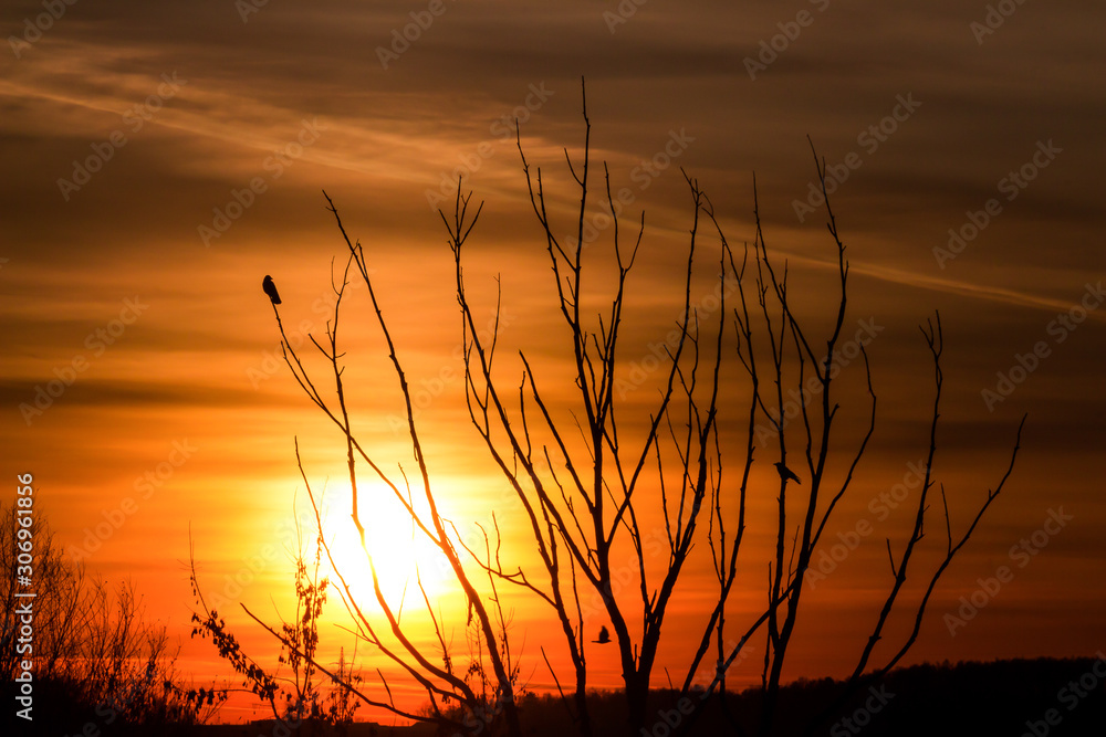 Obraz premium Birds on tree branches against the backdrop of a bright beautiful sunset