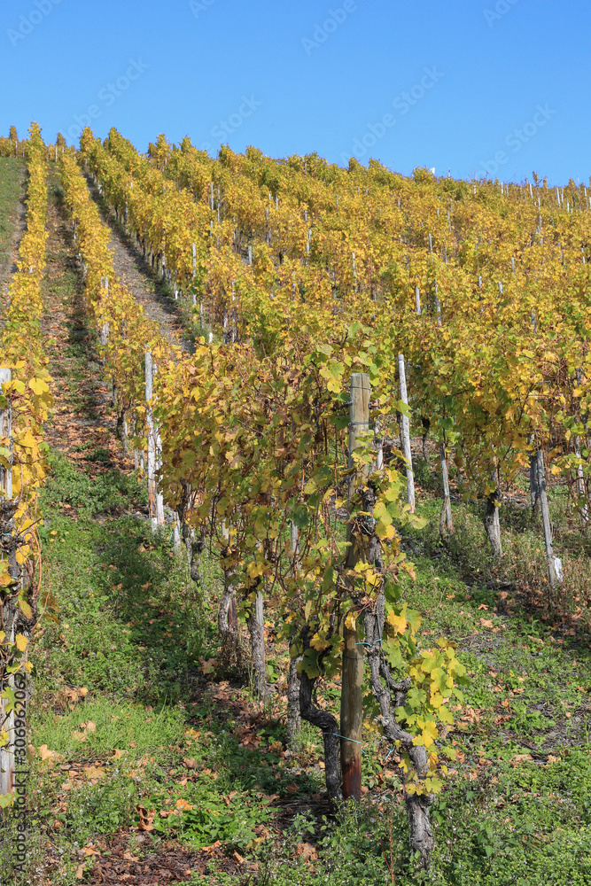 Weinbau an der Mosel: Berühmte steile Weinberge nahe Weindorf Lieser bei Bernkastel-Kues im Herbst