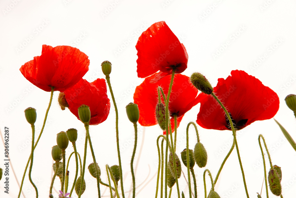 Obraz premium czerwony mak na białym tle