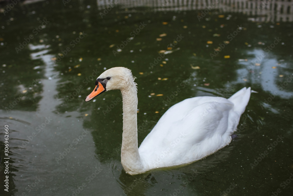 Fototapeta premium Beautiful swan paw stands on the lake.