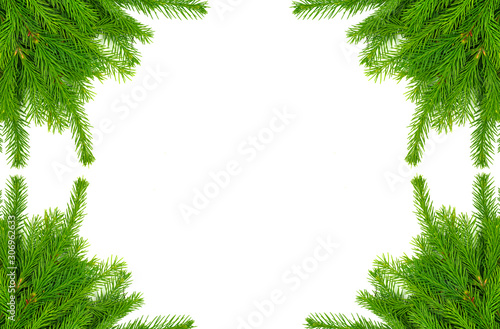 Spruce branch isolated on white background. Green fir. Christmas tree