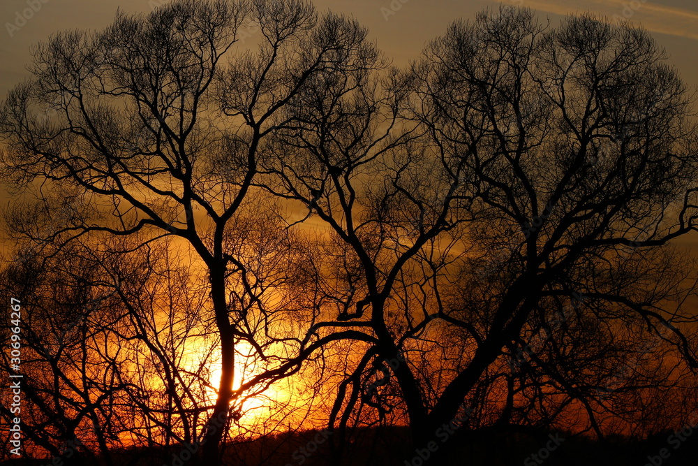 Silhouette of sprawling trees on a background of a beautiful orange sunset Silhouette of sprawling trees on a background of a beautiful orange sunset