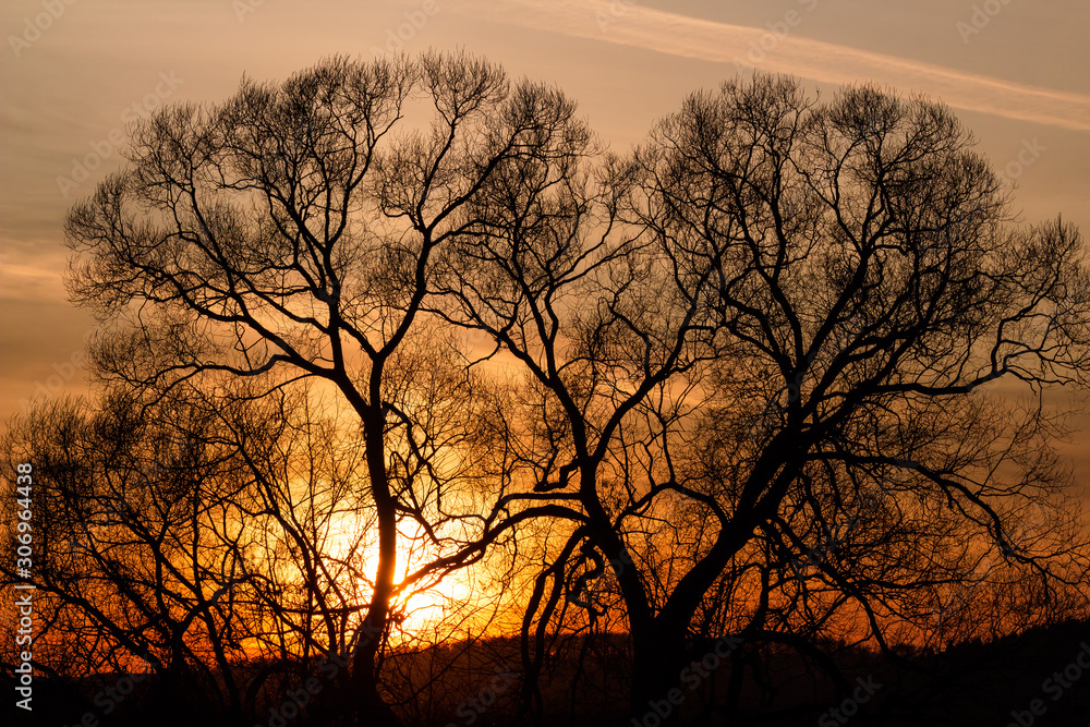 Silhouette of sprawling trees on a background of a beautiful orange sunset Silhouette of sprawling trees on a background of a beautiful orange sunset