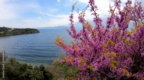 Marmara Island, Balikesir, Turkey - August 2019: Marmara island panoramic view of beautiful flowers and sea of marmara photo