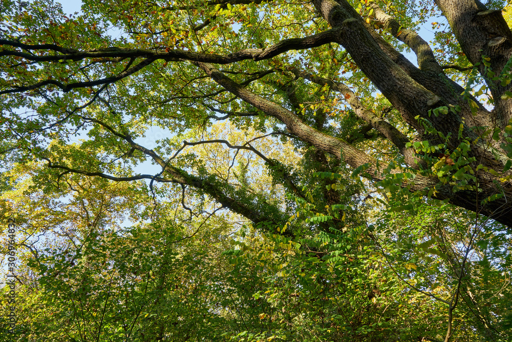 Fototapeta premium Herbstliche Eiche im Laubwald mit heller Sonne