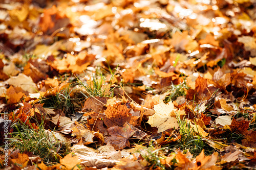 background with yellow maple leaves in the park