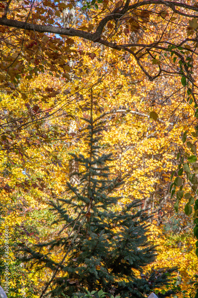 blue spruce in fall with yellow background