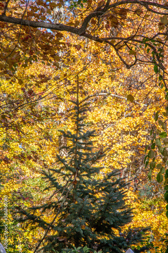 blue spruce in fall with yellow background