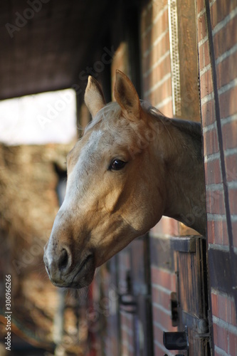 portrait of a horse in stable © singerfotos