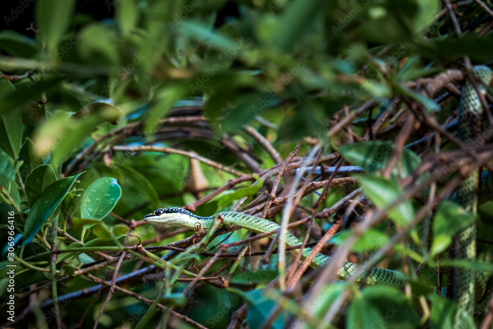 Beautiful large eyed viper ready in trees Beautiful large eyed viper ready in trees