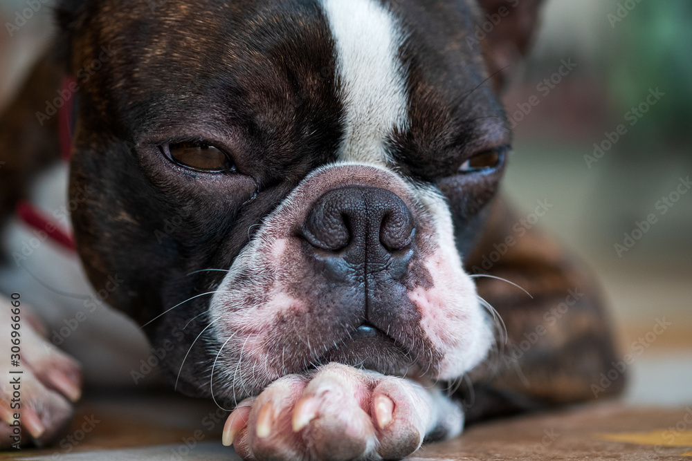 Portrait boston terrier pure breed sad face background closeup