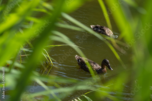 Ducks swiming in a pond park at Bercy, Paris, France 