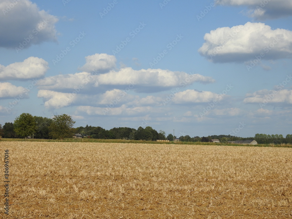 Fototapeta premium Village Road in the middle of corn field