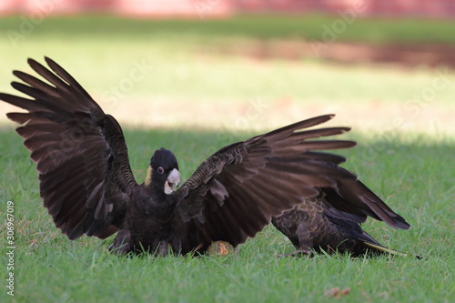 yellow tailed black cockatoo