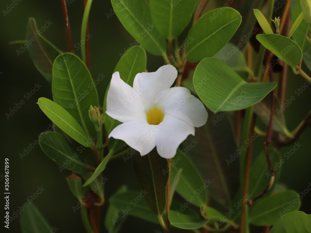 Fototapeta premium Beautiful locations on Naples - Fl