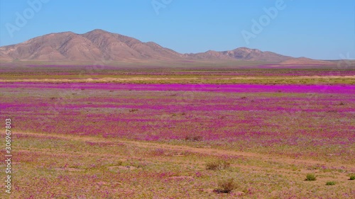 Aerial view of the flowery Atacama Desert during one of its biggest blooms in the last 20 years, panning move to the right photo