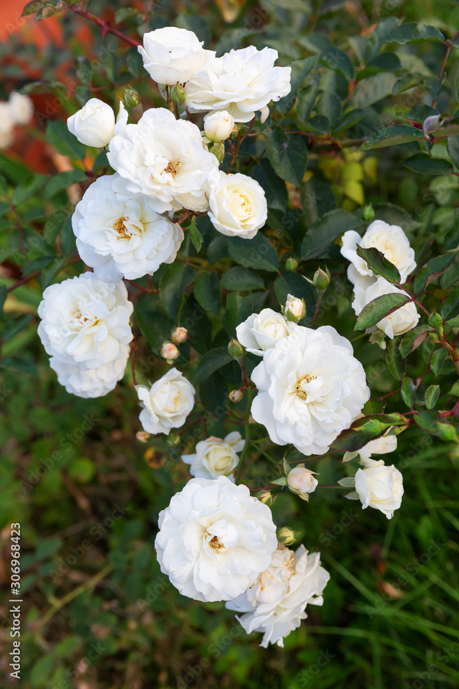 White English rose Bush grows on the lawn in the home garden. White English rose Bush grows on the lawn in the home garden.