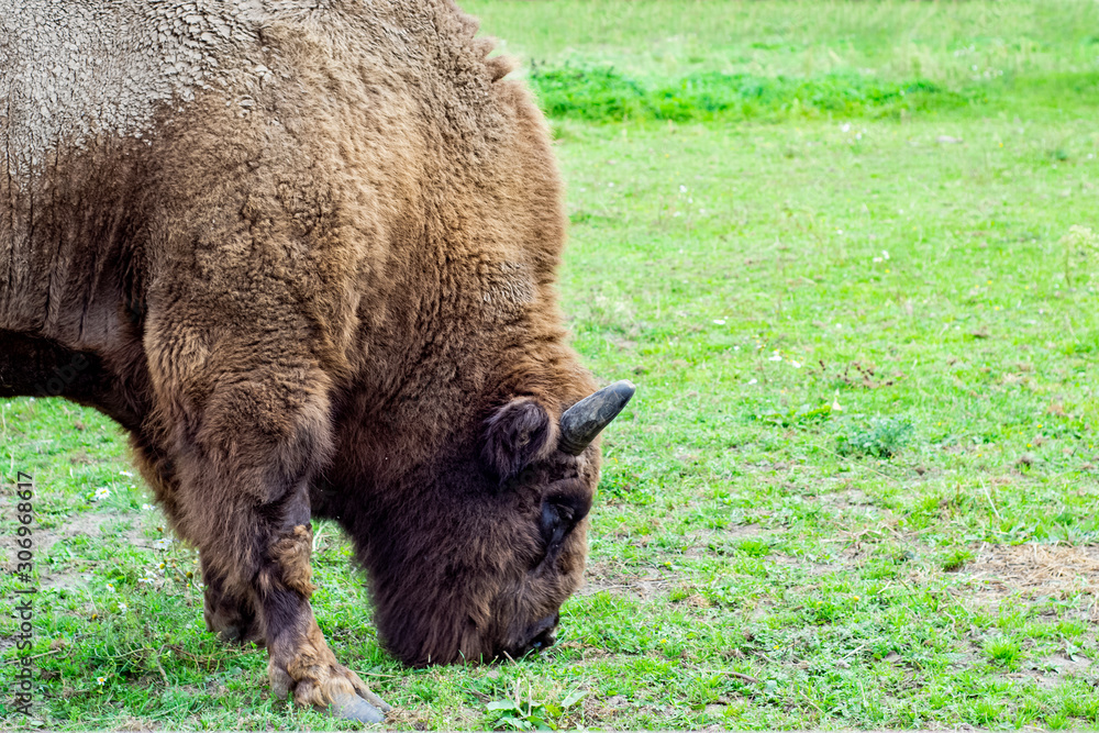 Bison walks in the park eating green grass. Bison walks in the park eating green grass.