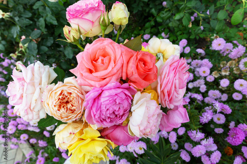 Bouquet of English roses yellow  white  pink  scarlet flowers  on a background of green vegetation and purple asters in the garden.