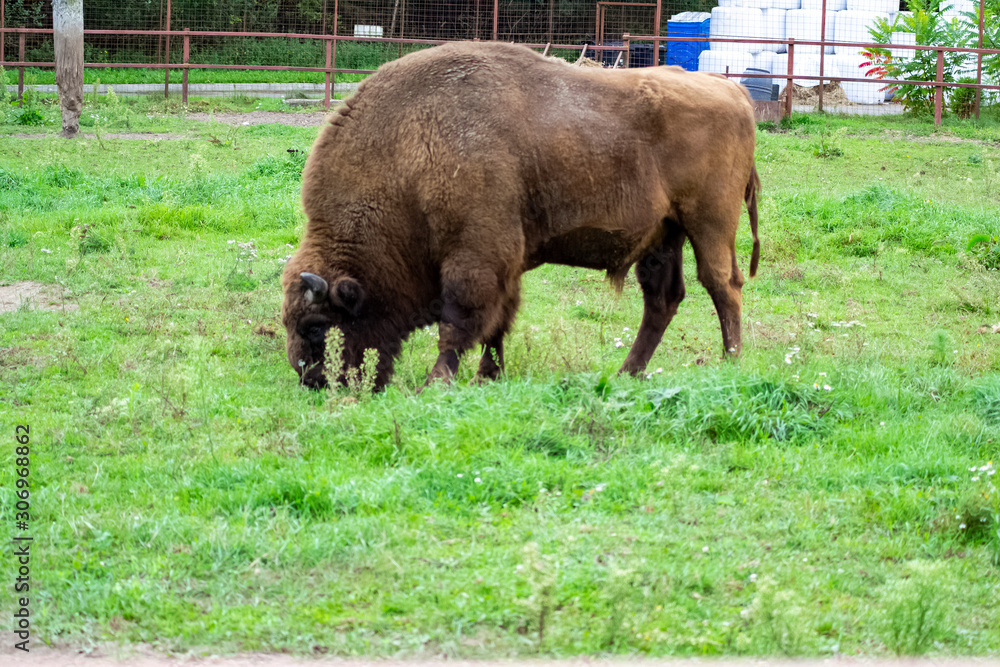 Bison walks in the park eating green grass, blur background, selective focus Bison walks in the park eating green grass, blur background, selective focus