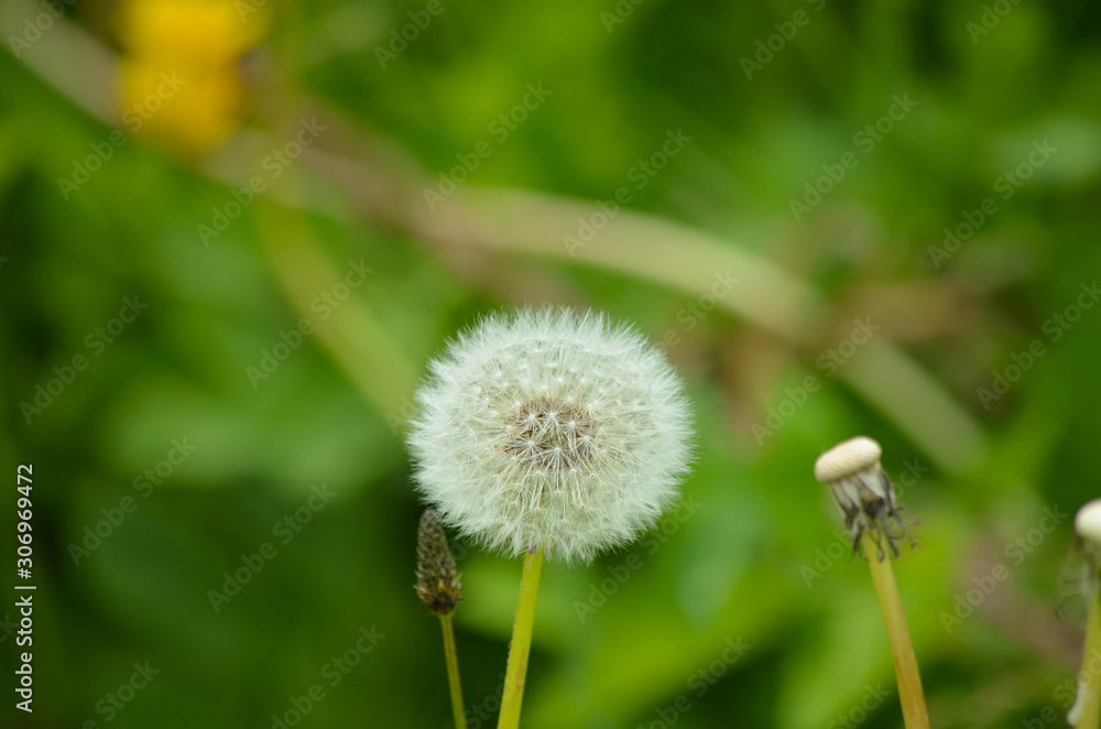 dandelion cut out on the green grass background dandelion cut out on the green grass background