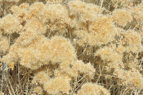 Autumn color of the Rubber rabbitbrush growing in the Eastern, Sierra Nevada, California.