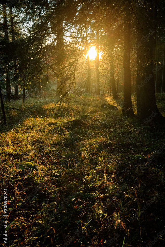 Morning sun beams in the autumn forest