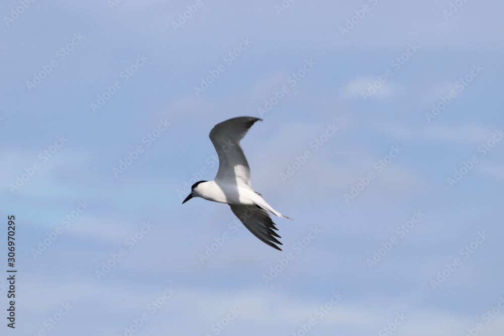 Fototapeta premium Beautiful locations on Naples - Fl