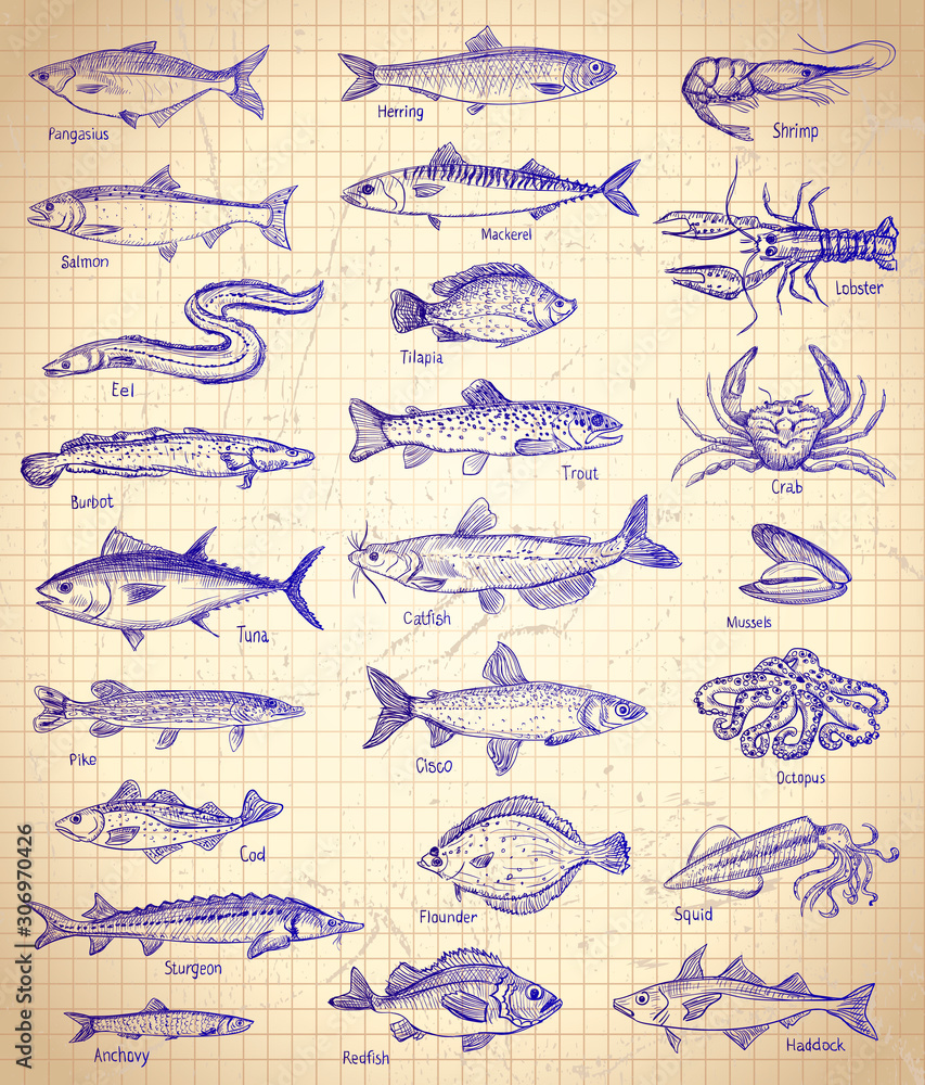 Fish and seafood graphic illustration set