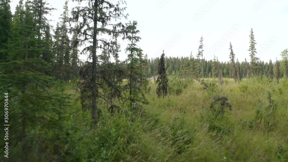 Aerial, low, drone shot, through Alaskan Sitka spruce forest, Picea sitchensis, revealing a open field, in middle of the woodlands, on a sunny, summer day, in Kenai Peninsula, Alaska, USA Aerial, low, drone shot, through Alaskan Sitka spruce forest, Picea sitchensis, revealing a open field, in middle of the woodlands, on a sunny, summer day, in Kenai Peninsula, Alaska, USA
