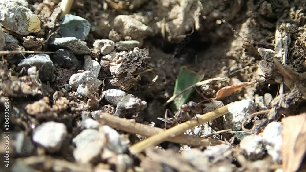 Amazon ants bringing larvae and chrysalis of Formica ants for slaves Amazon ants bringing larvae and chrysalis of Formica ants for slaves