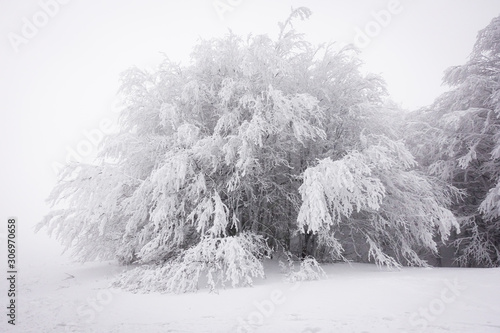 albero innevato photo