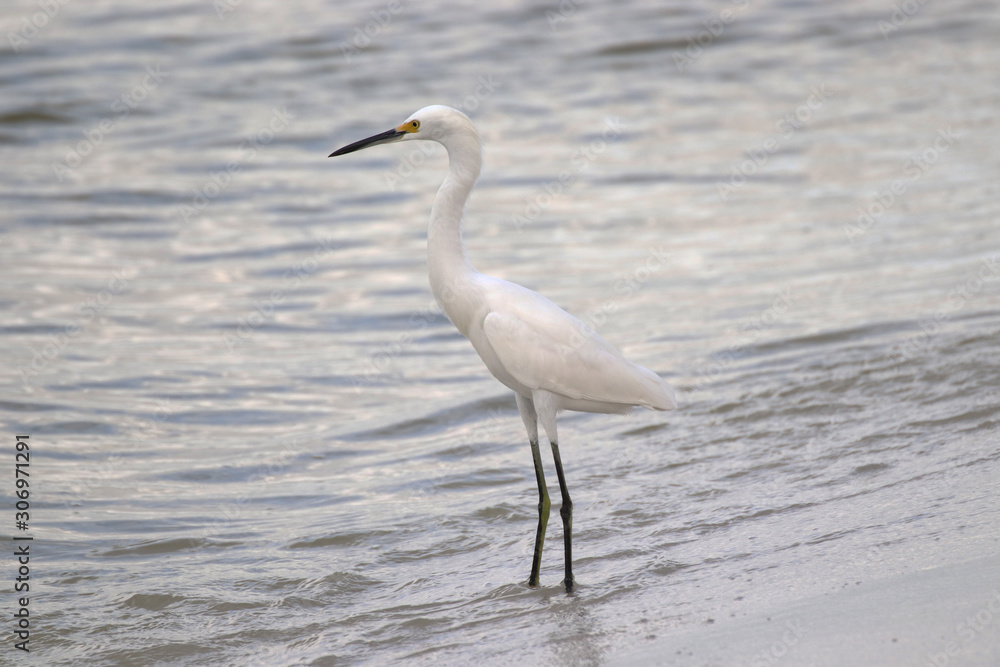 Amazing Beautiful Birds in Naples Florida