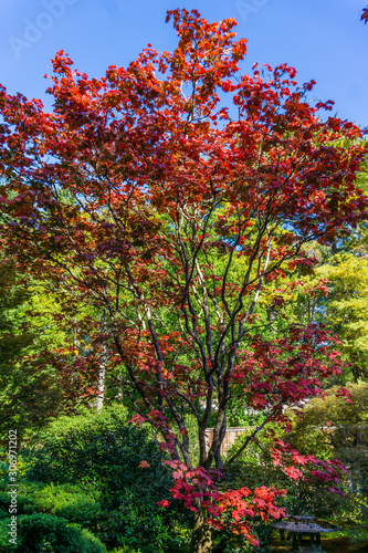 Colorful Red Leaves 2