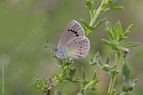 Bream blue butterfly  Glaucopsyche alexis © mylasa