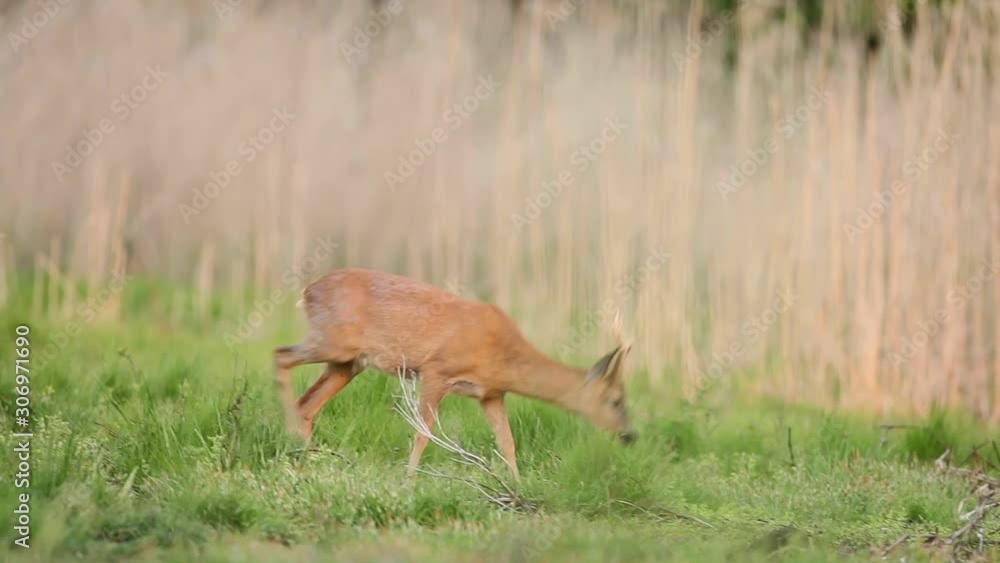 European roe deer, capreolus capreolus, Czech Republic European roe deer, capreolus capreolus, Czech Republic