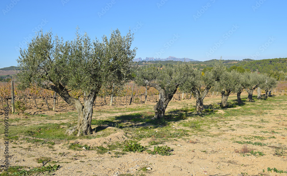 Olivos y viñedos en la provincia de Barcelona España