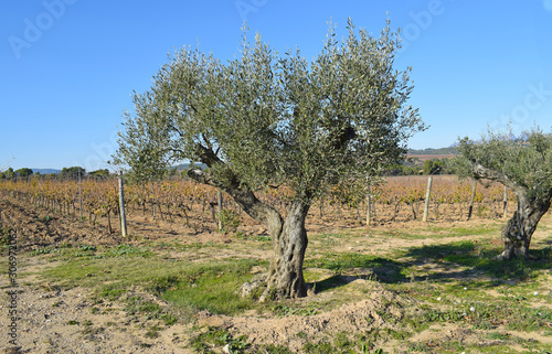 Olivos y vi  edos en la provincia de Barcelona Espa  a