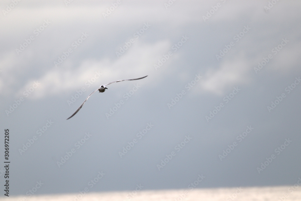 Amazing Beautiful Birds in Naples Florida Amazing Beautiful Birds in Naples Florida