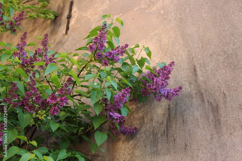 lilac on wall