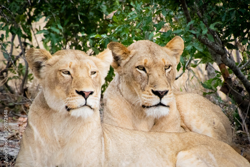 Fascinating Lion Faces