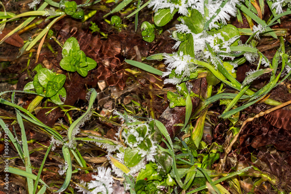 Plants at the spring covered with a layer of ice and frost in severe frosts Plants at the spring covered with a layer of ice and frost in severe frosts