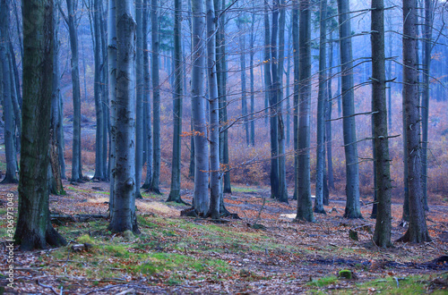 Fototapeta Naklejka Na Ścianę i Meble -  Las