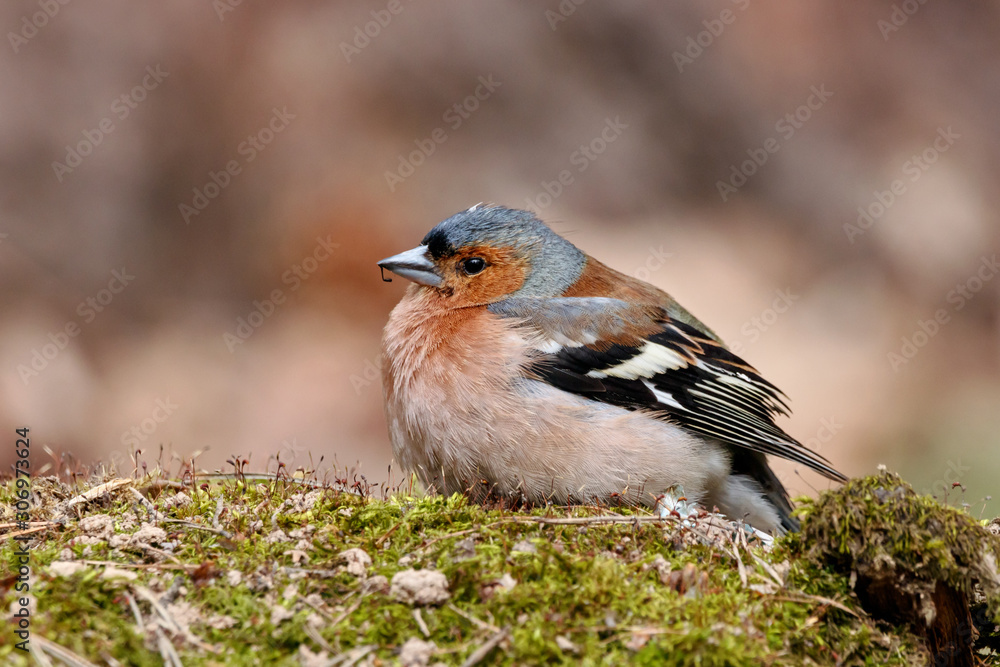 Chaffinch fringilla coelebs male sitting on mossy stump portrait. Cute common forest songbird in wildlife. Chaffinch fringilla coelebs male sitting on mossy stump portrait. Cute common forest songbird in wildlife.