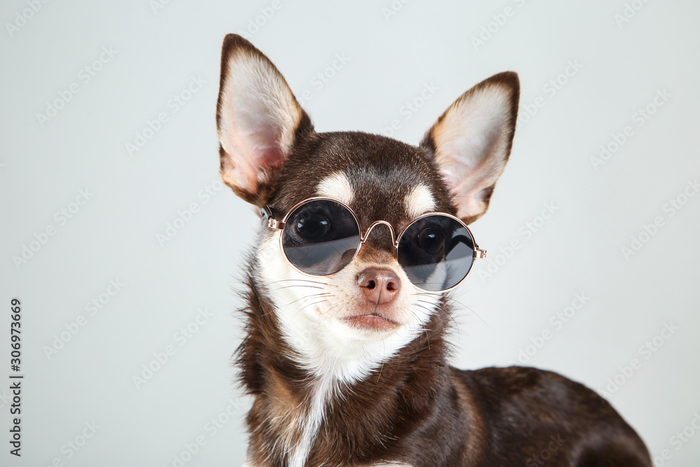 Chihuahua dog in sunglasses on grey background Chihuahua dog in sunglasses on grey background