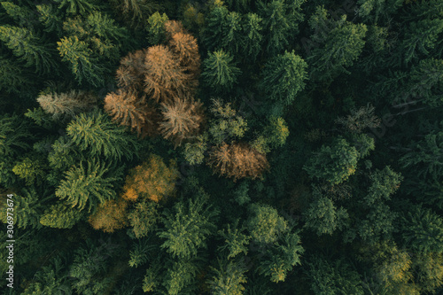 Aerial view of wild spruce and fir forest trees. Cloudy sky, soft light. Green and dry firs
