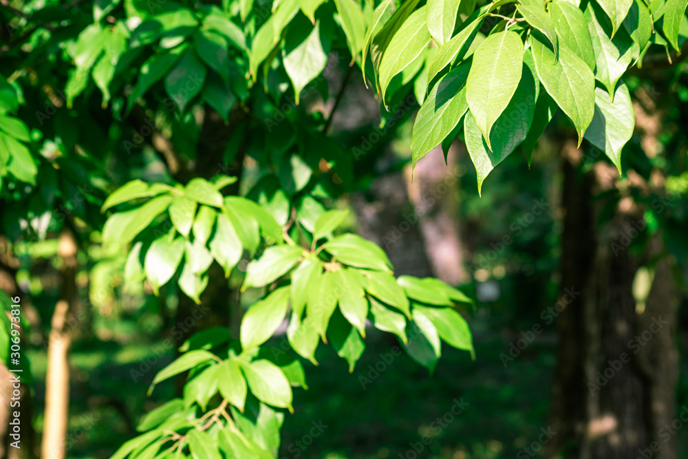 Green background with leaves reevesia sinica is close, soft focus Green background with leaves reevesia sinica is close, soft focus