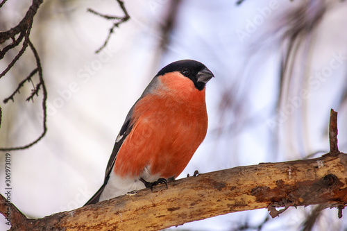 Common bird Bullfinch (Pyrrhula) with red breast sitting on snow maple branch. Close-up horizontal colorful image with copy space.